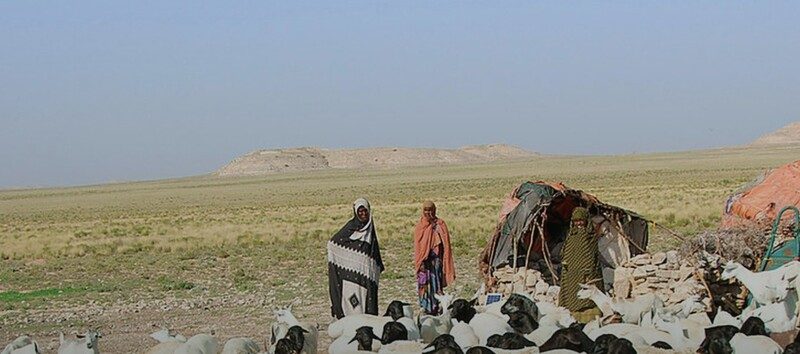 Somaliland Livestock Gateway